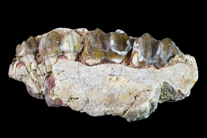 Fossil Horse (Mesohippus) Jaw Section - South Dakota #157454